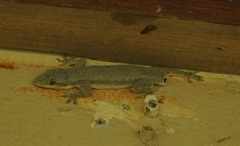 Gekkota