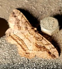 Neoalcis californiaria