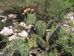 Opuntia stenopetala