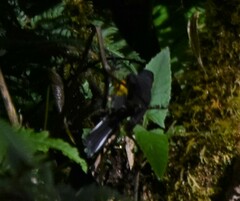 Myioborus ornatus