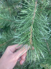 Pinus contorta