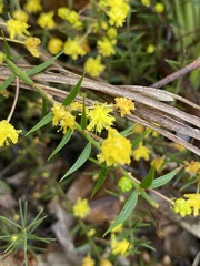 Acacia amblygona