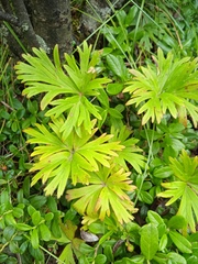 Anemonastrum