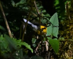 Myioborus ornatus