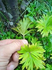 Anemonastrum