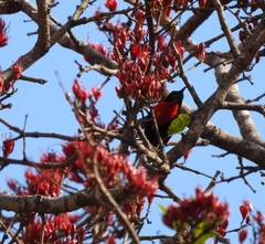 Chalcomitra senegalensis gutturalis