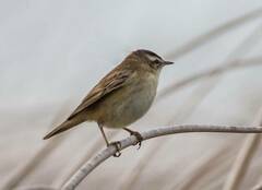 Acrocephalus schoenobaenus