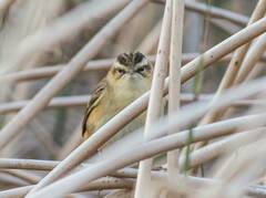 Acrocephalus schoenobaenus