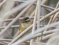 Acrocephalus schoenobaenus