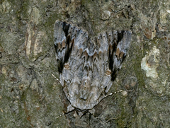 Catocala maestosa