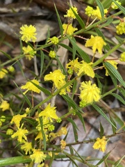 Acacia amblygona