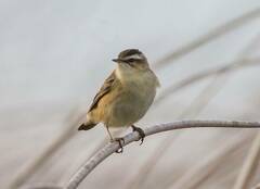 Acrocephalus schoenobaenus