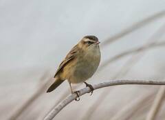 Acrocephalus schoenobaenus