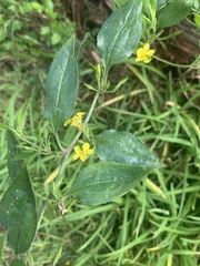 Goodenia ovata