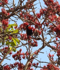 Chalcomitra senegalensis gutturalis