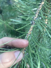 Pinus contorta