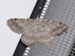 Digrammia ocellinata