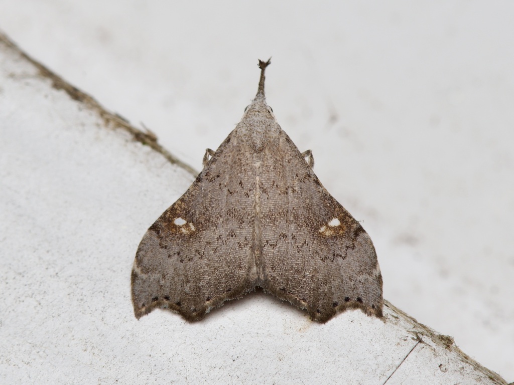 White-spotted Redectis Moth