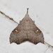 White-spotted Redectis Moth - Photo (c) Craig Biegler, some rights reserved (CC BY-NC), uploaded by Craig Biegler
