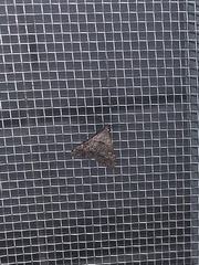 Tetanolita mynesalis