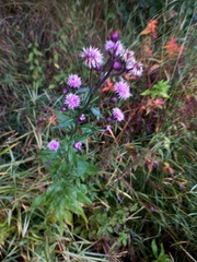 Cirsium arvense integrifolium