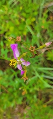 Rhexia nashii