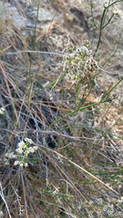 Galium angustifolium