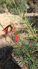 Penstemon rostriflorus