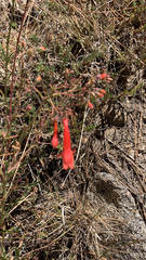 Penstemon rostriflorus