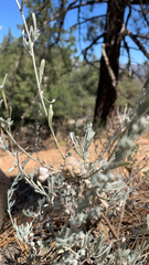Artemisia tridentata
