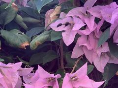 Delta pyriforme philippinense