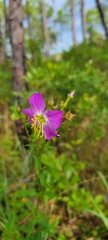 Rhexia nashii