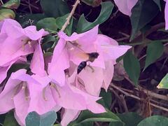 Delta pyriforme philippinense