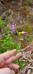 Rhexia nashii
