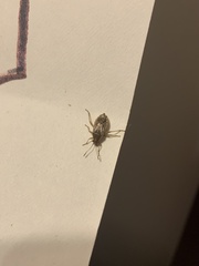 Heteroptera