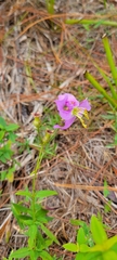 Rhexia nashii