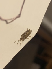Heteroptera