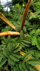 Havardia acatlensis