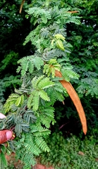 Havardia acatlensis