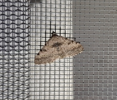 Digrammia gnophosaria