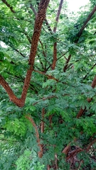 Havardia acatlensis