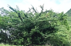 Havardia acatlensis