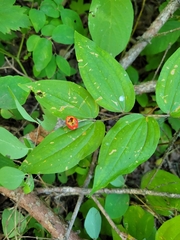 Prosartes trachycarpa