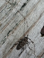 Acanthocinus obsoletus