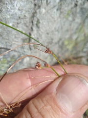 Oreojuncus trifidus