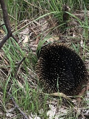 Tachyglossus aculeatus