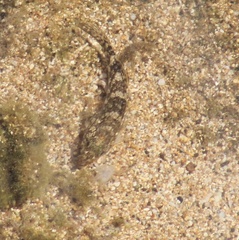 Bathygobius cocosensis