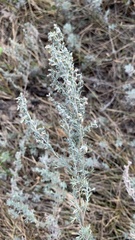 Artemisia austriaca
