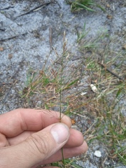 Agrostis gigantea