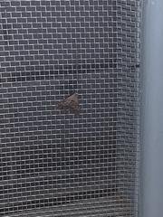 Tetanolita mynesalis